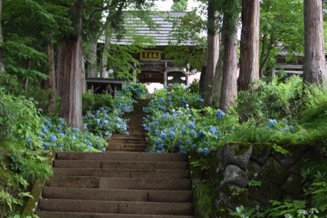 あじさいの参道