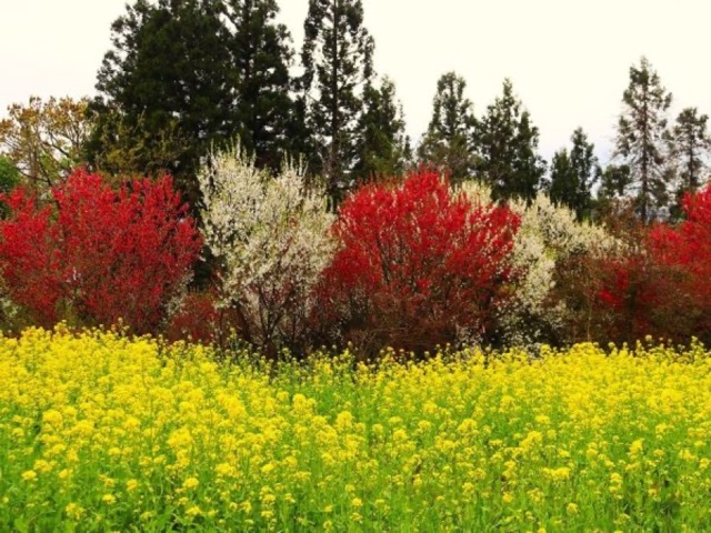 菜の花